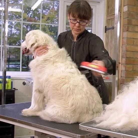 shop® 23 KG Üzeri Uzun Tüylü Köpekler İçin Tüy Toplayıcı Ergonomik Tarak